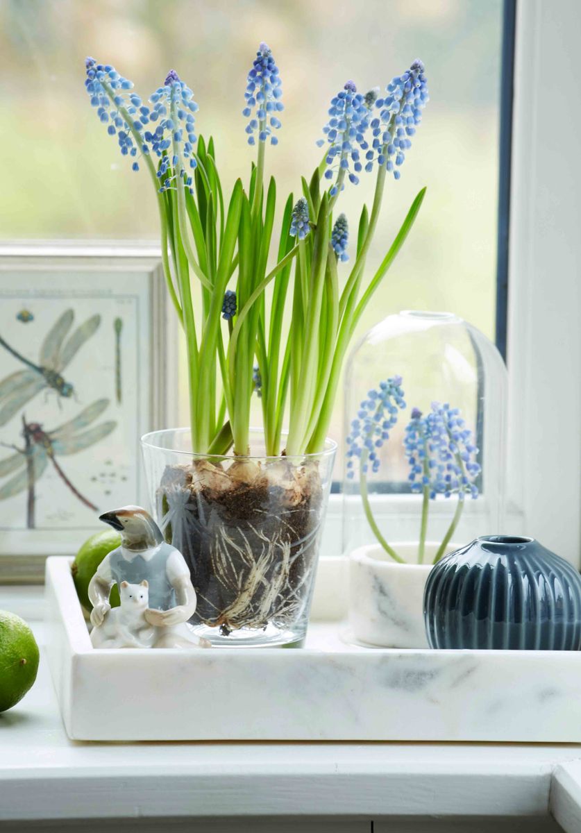 Produktfoto — blomst